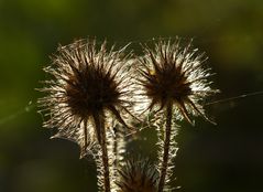 Behaarte Karden (distelähnliche) in der Abendsonne.