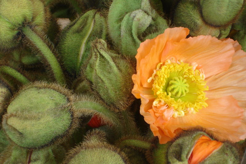 behaarte Knospen aufm Amsterdamer Bloemenmarkt