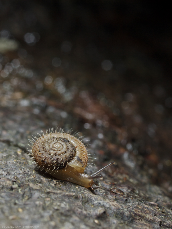 Behaarte Laubschnecke