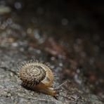 Behaarte Laubschnecke