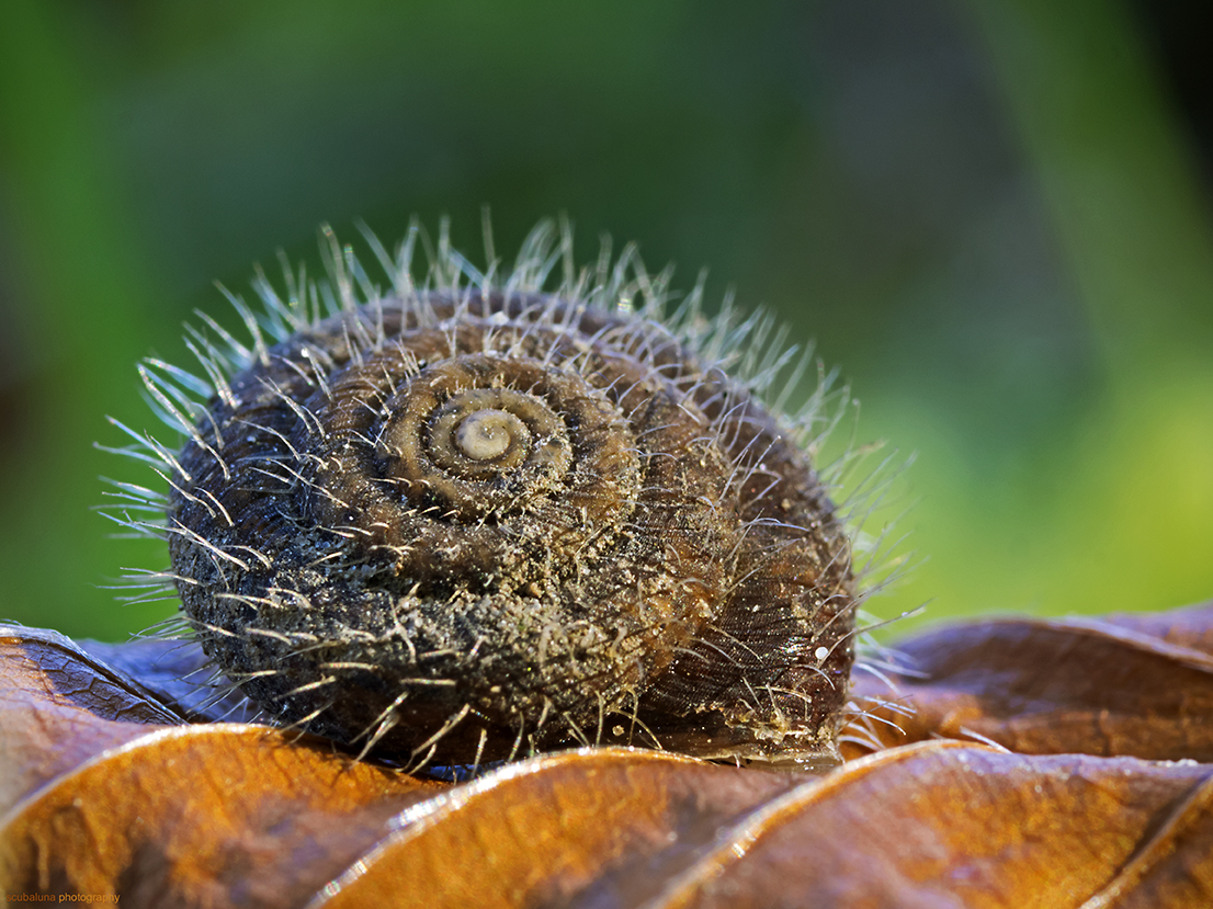 behaarte Laubschnecke