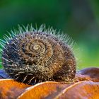 behaarte Laubschnecke