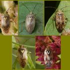 Behaarte Lygus-Imagines - L. rugulipennis, L. wagneri und L. pratensis ???