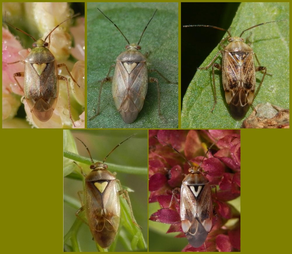 Behaarte Lygus-Imagines - L. rugulipennis, L. wagneri und L. pratensis ???