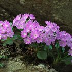 Behaarte Primel oder Rote Felsenprimel (Primula hirsuta) - Primevère à gorge blanche.