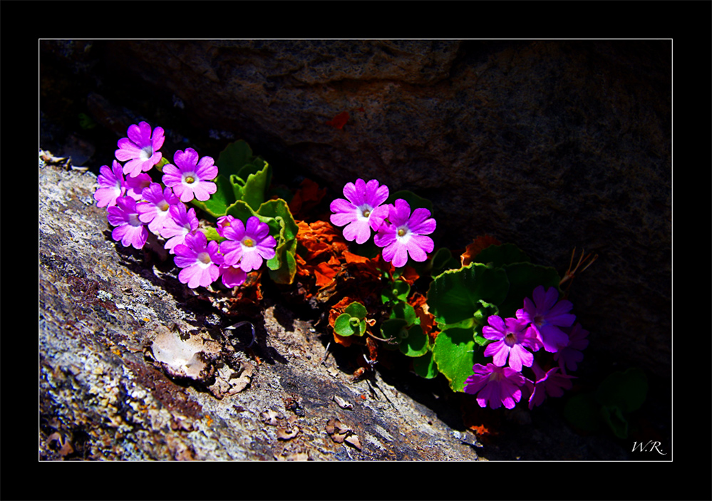 Behaarte Primel (Primula hirsuta)....