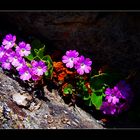 Behaarte Primel (Primula hirsuta)....