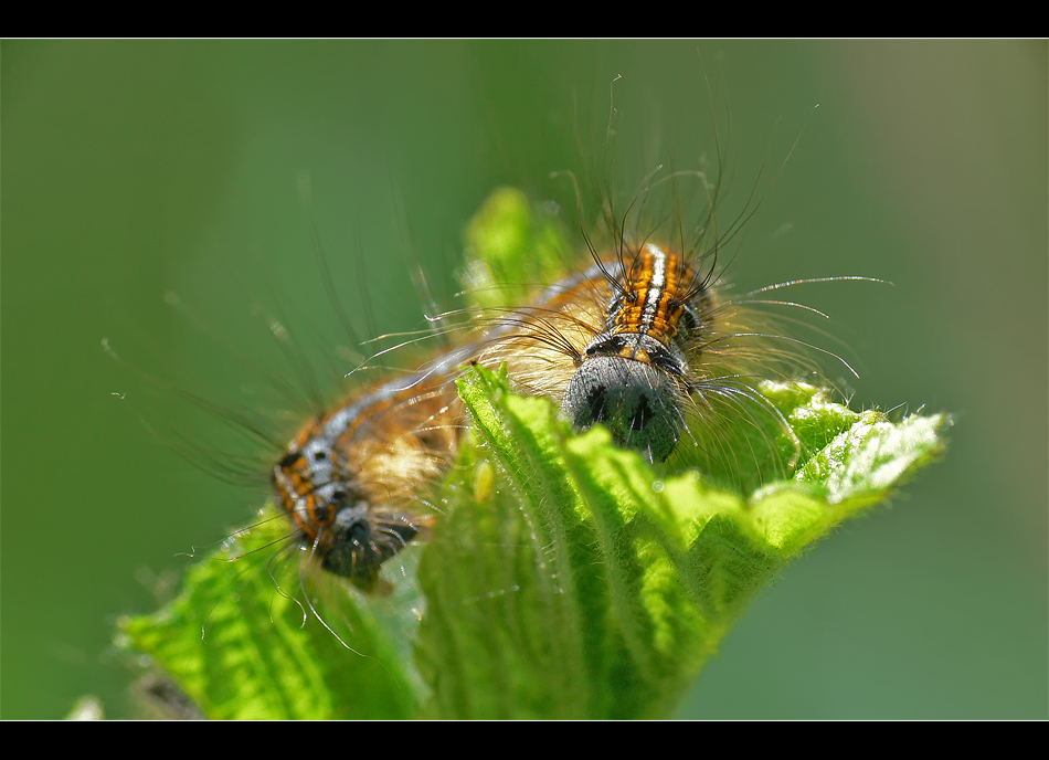 Behaarte Raupe