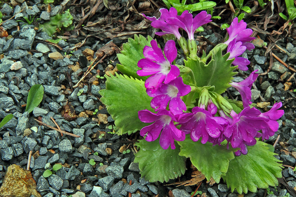 Behaarte Schlüsselblume / Rote Felsenprimel