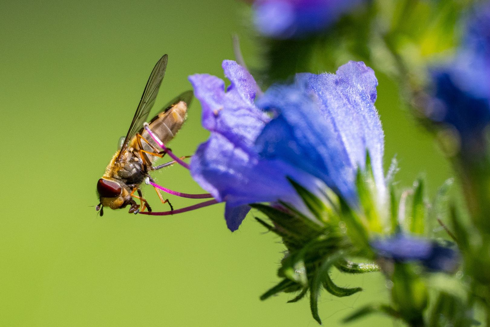 Behaarte Schwebfliege