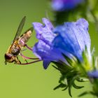 Behaarte Schwebfliege