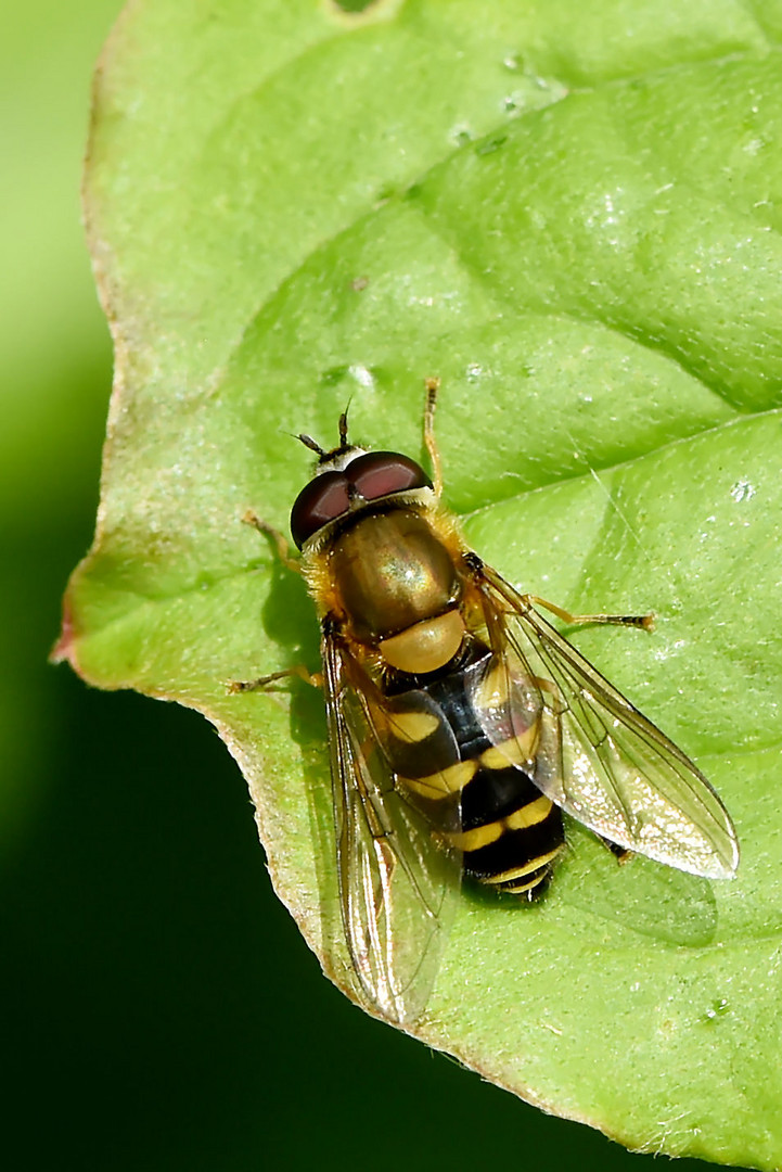 Behaarte Schwebfliege