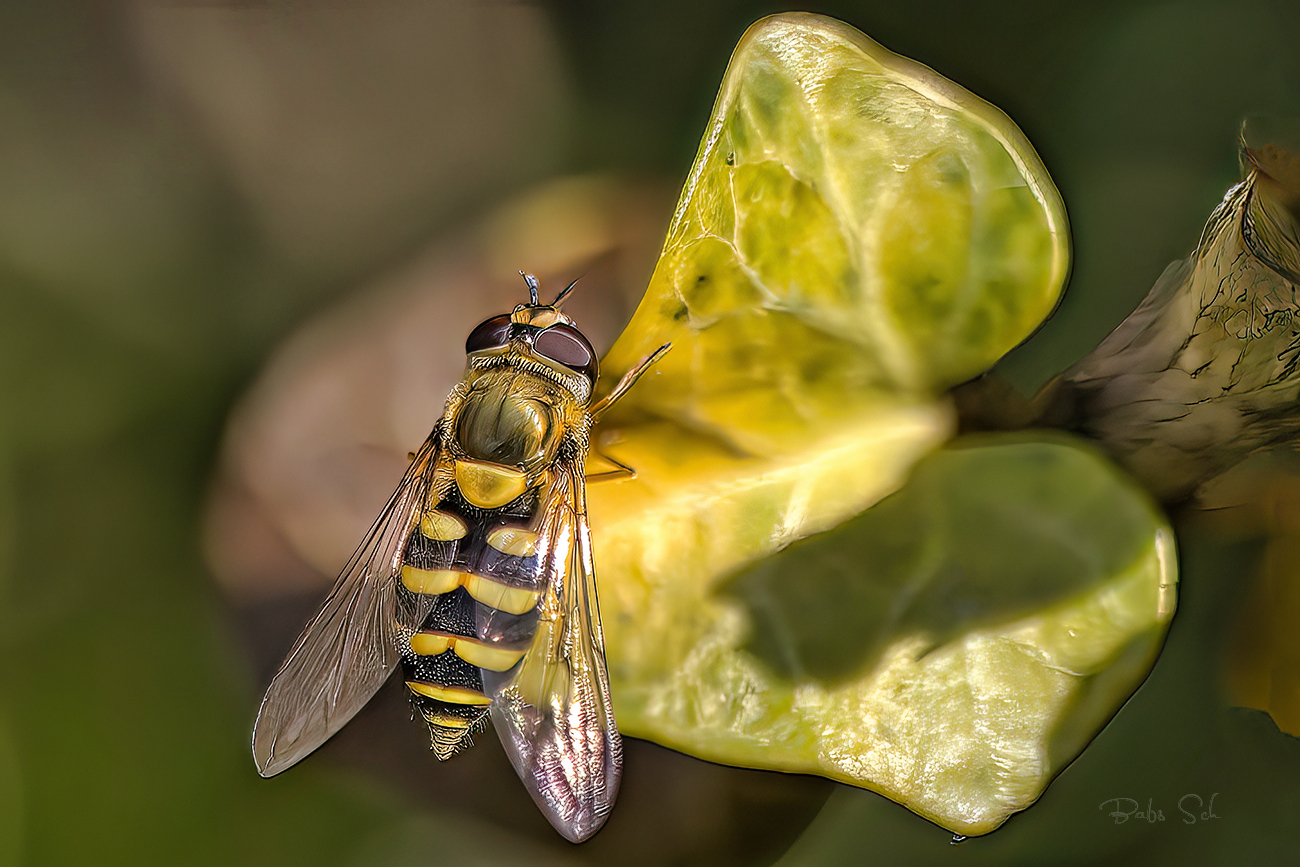 Behaarte Schwebfliege