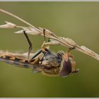 Behaarte Schwebfliege (Syrphus torvus)