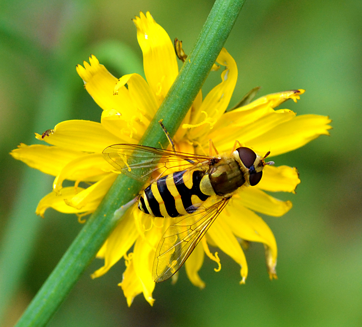 Behaarte Schwebfliege - Syrphus torvus - Weibchen