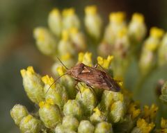 Behaarte Wiesenwanze (Lygus rugulipennis) 