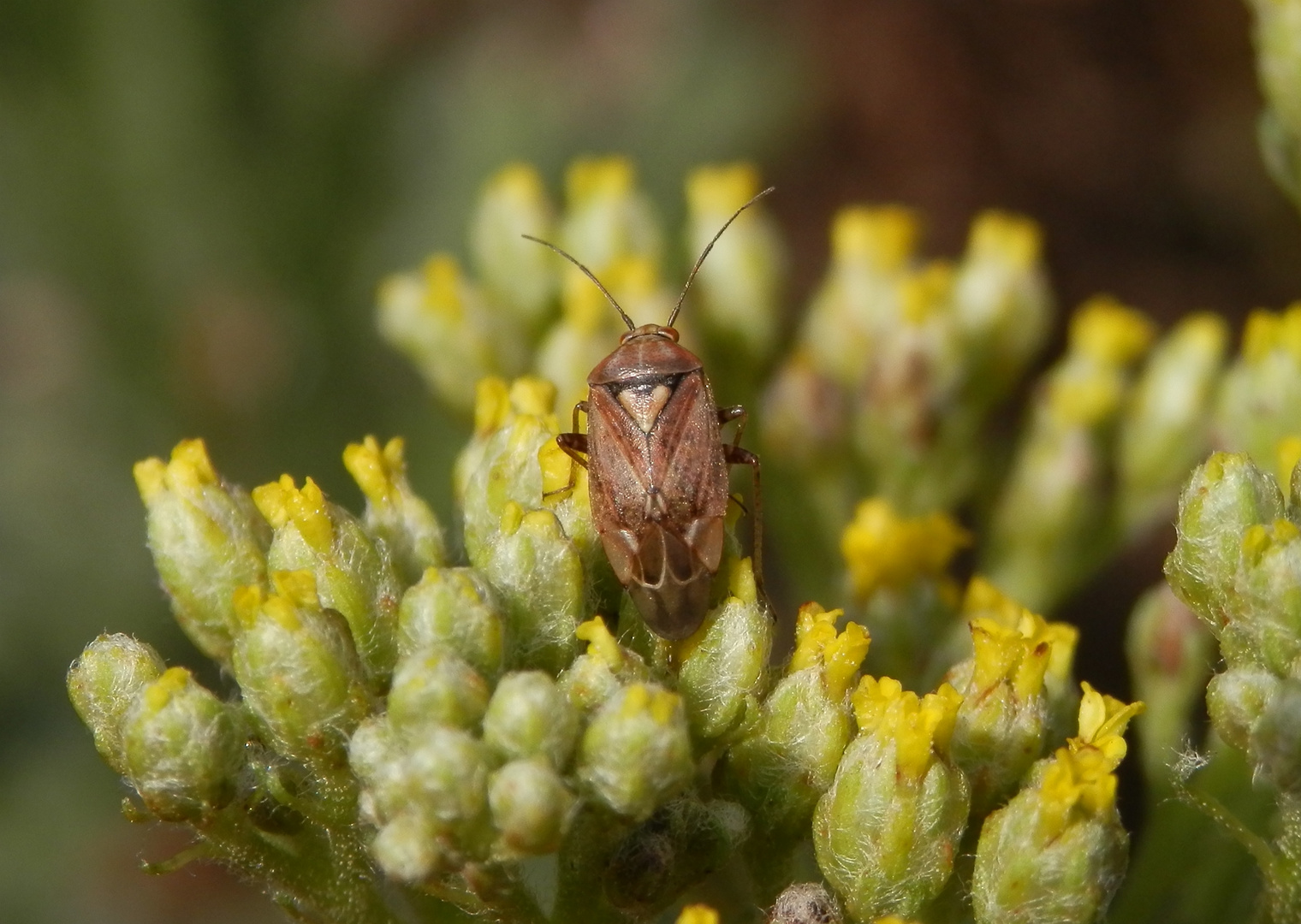 Behaarte Wiesenwanze (Lygus rugulipennis) 