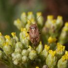 Behaarte Wiesenwanze (Lygus rugulipennis) 