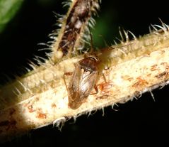 Behaarte Wiesenwanze (Lygus rugulipennis)