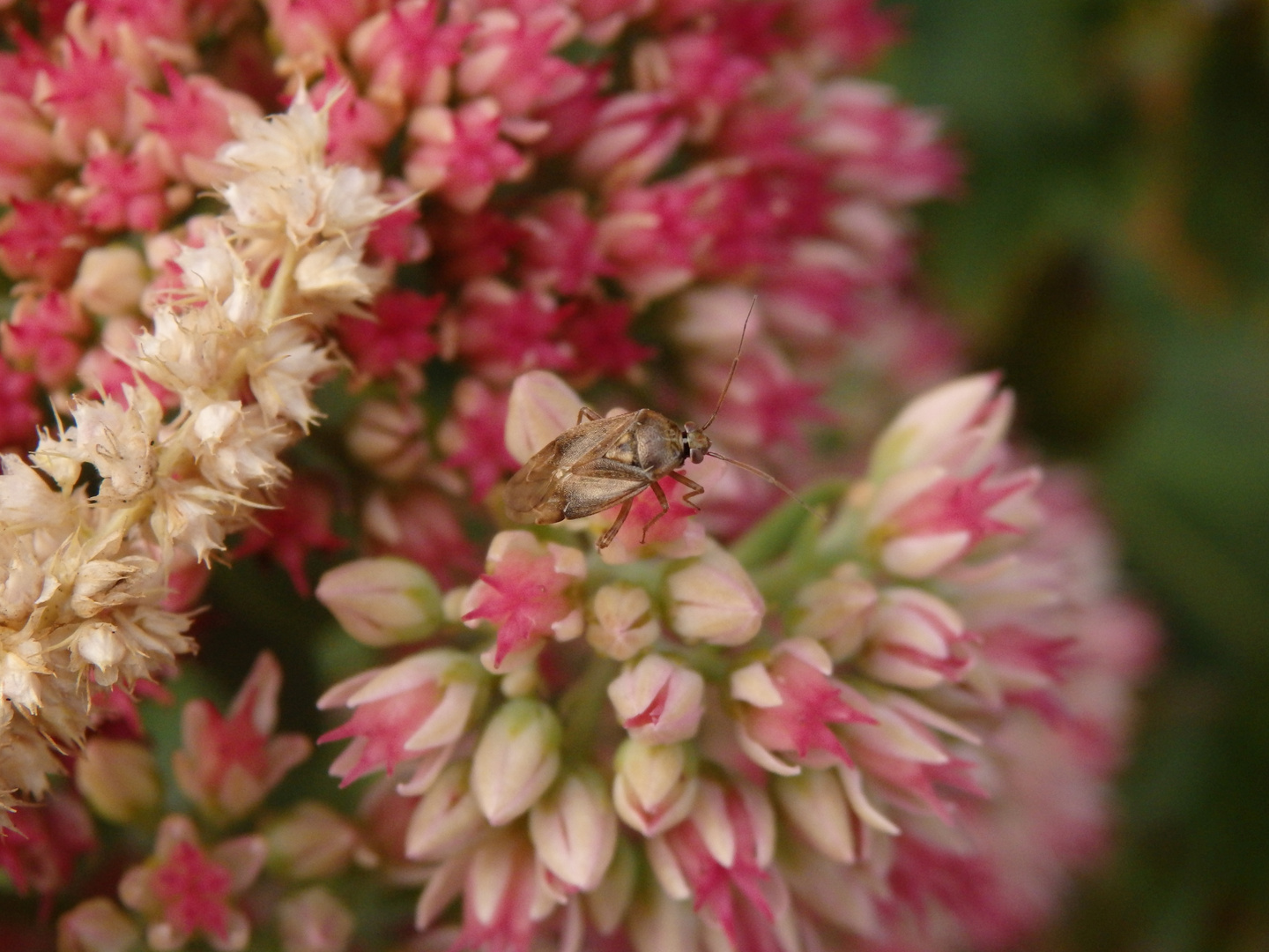 Behaarte Wiesenwanze (Lygus rugulipennis) auf Fetthenne