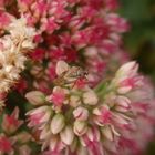 Behaarte Wiesenwanze (Lygus rugulipennis) auf Fetthenne