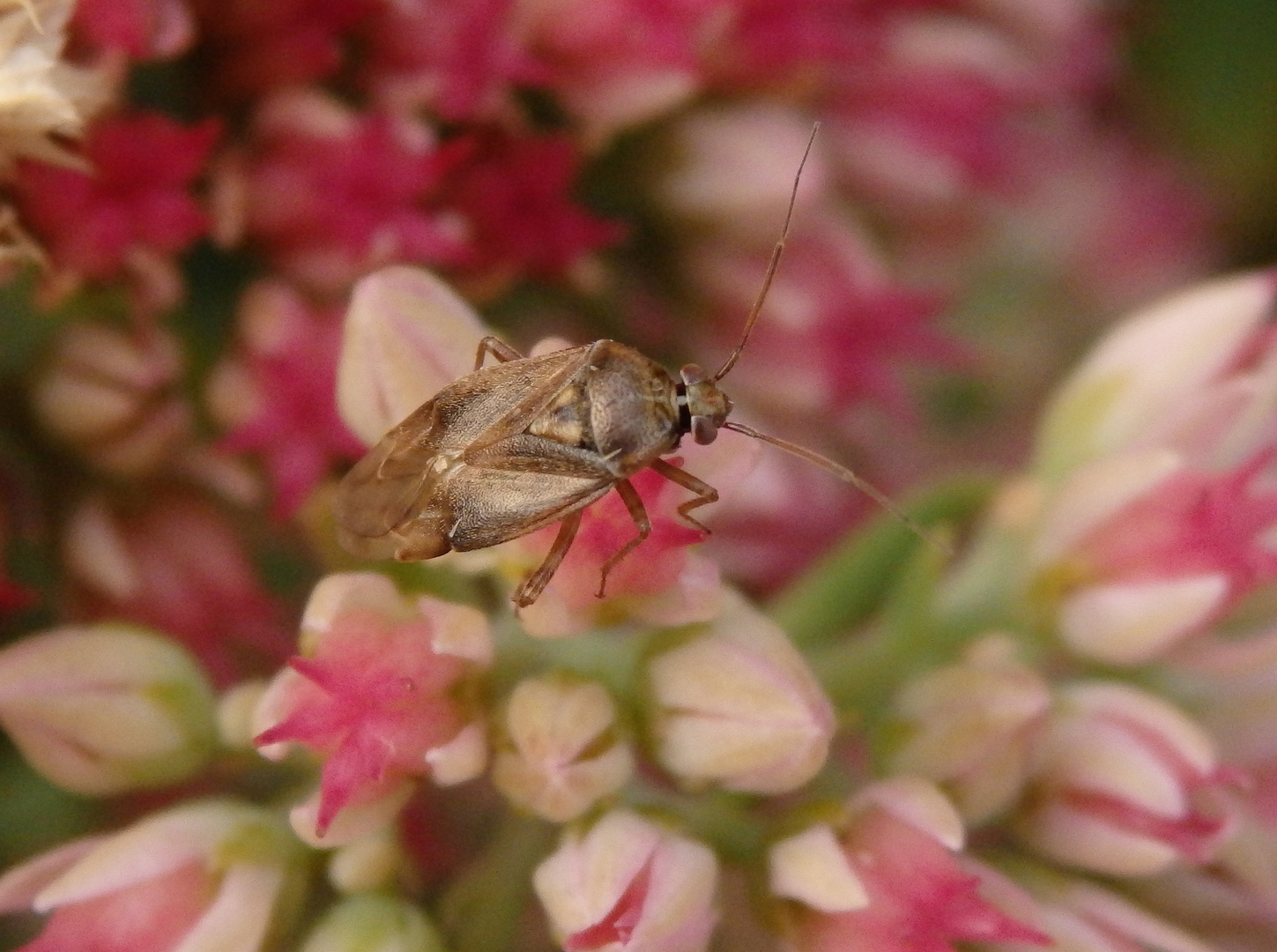 Behaarte Wiesenwanze (Lygus rugulipennis) auf Fetthenne