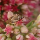 Behaarte Wiesenwanze (Lygus rugulipennis) auf Fetthenne