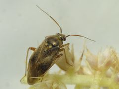 Behaarte Wiesenwanze (Lygus rugulipennis) auf Fuchsschwanz