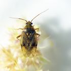 Behaarte Wiesenwanze (Lygus rugulipennis) auf Fuchsschwanz