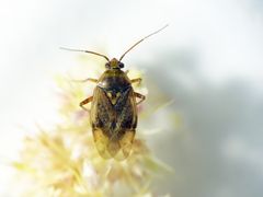 Behaarte Wiesenwanze (Lygus rugulipennis) auf Fuchsschwanz