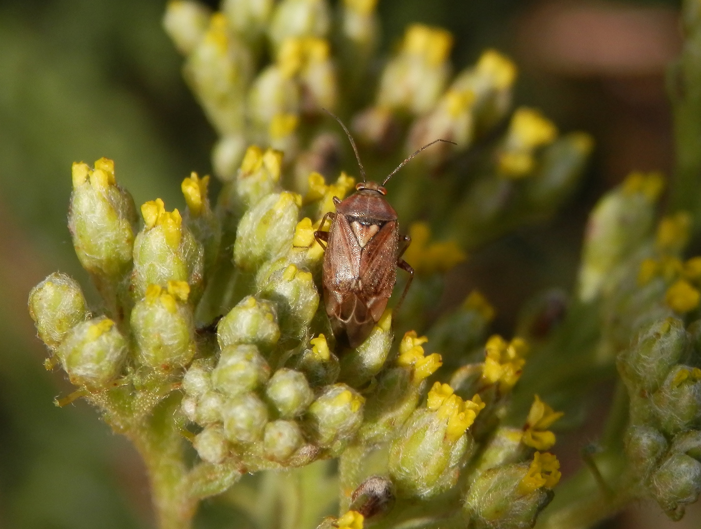 Behaarte Wiesenwanze (Lygus rugulipennis) auf gelber Schafgarbe