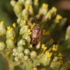 Behaarte Wiesenwanze (Lygus rugulipennis) auf gelber Schafgarbe