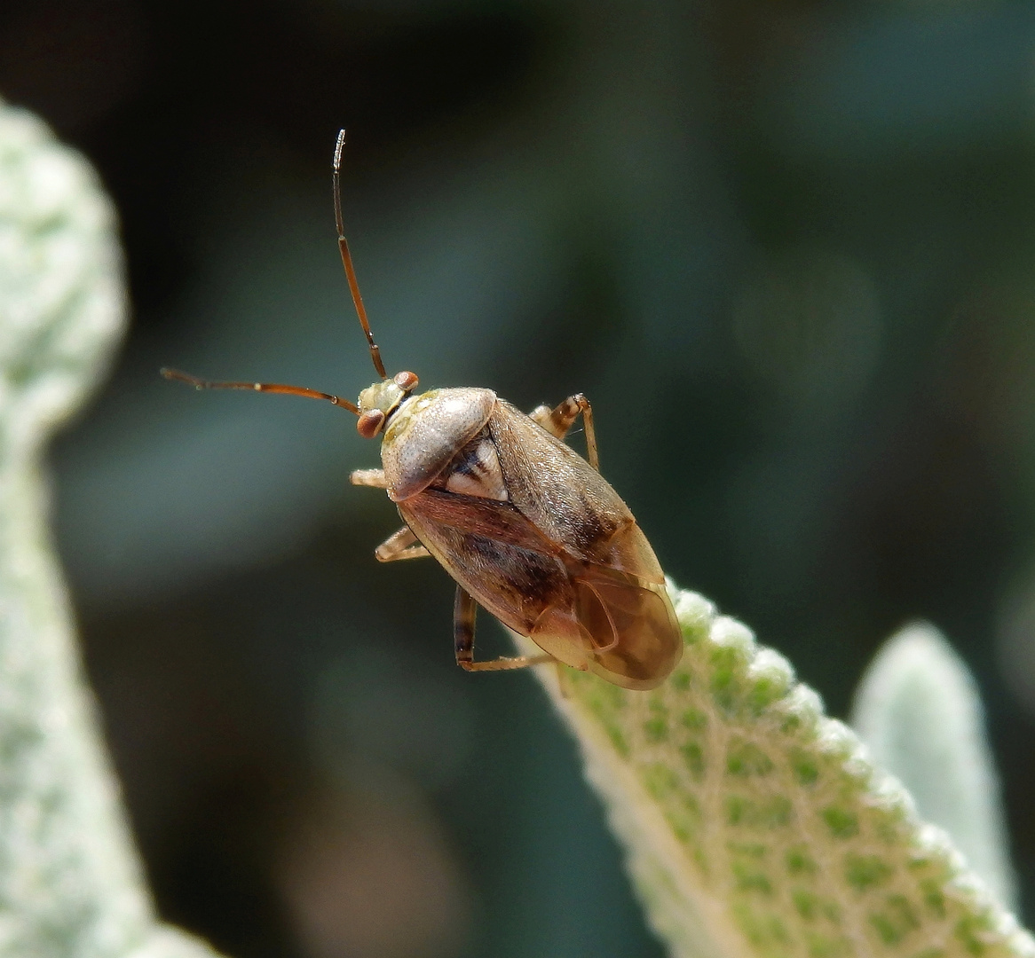 Behaarte Wiesenwanze (Lygus rugulipennis) auf Salbei