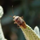 Behaarte Wiesenwanze (Lygus rugulipennis) auf Salbei