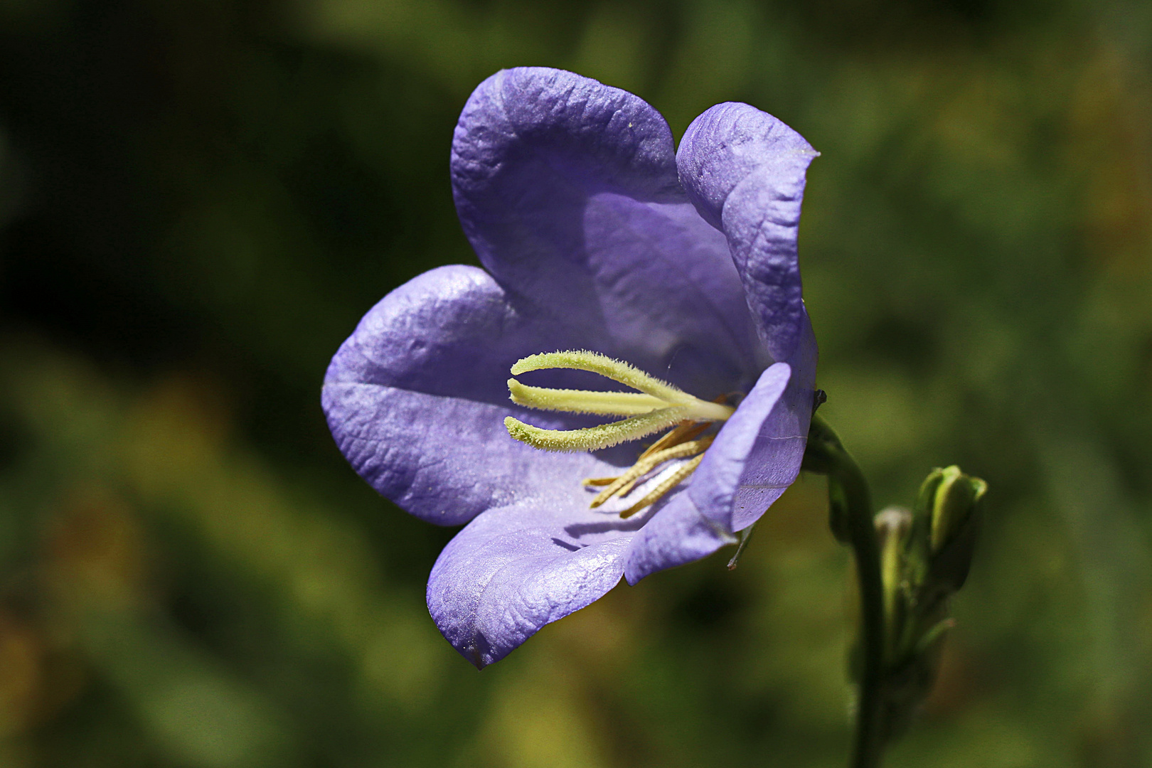 behaarter Blütenstempel