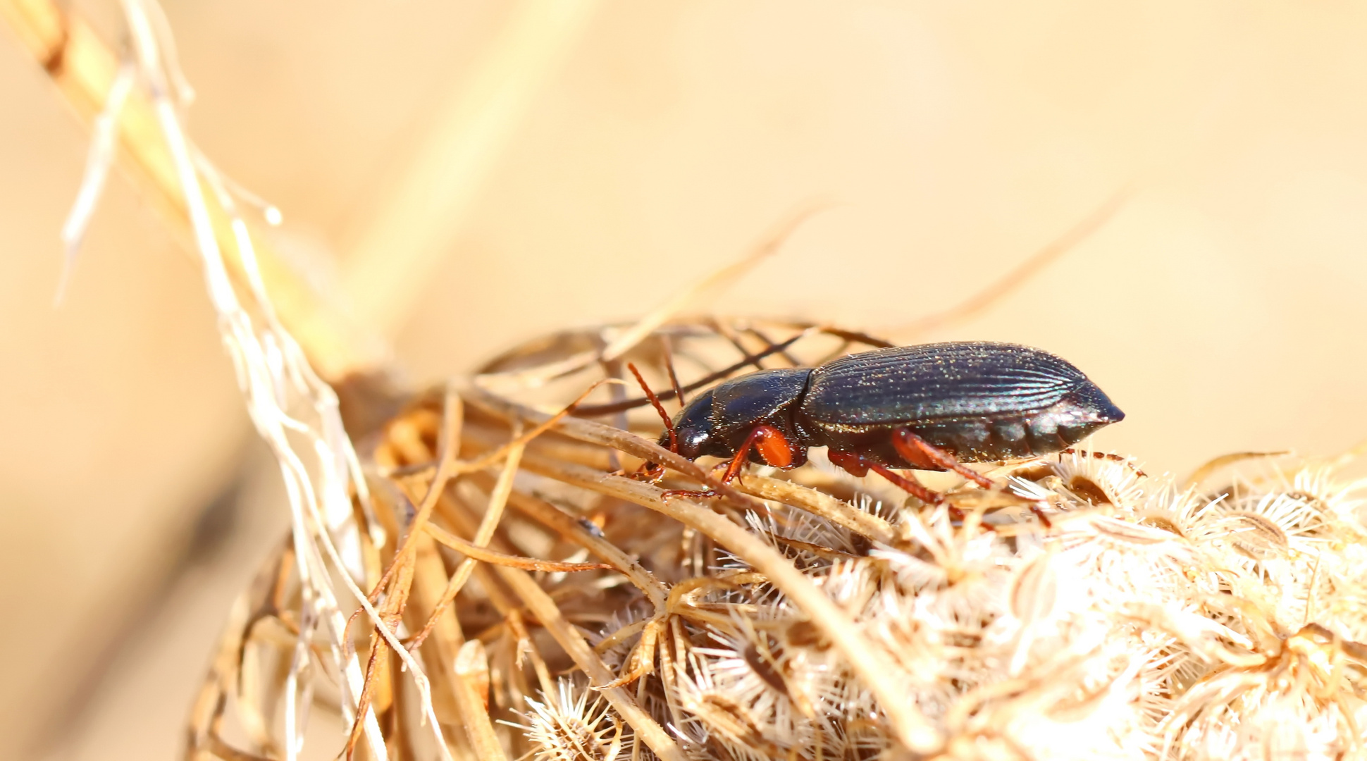 Behaarter Erdbeersamenlaufkäfer,Harpalus rufipes + 2 Bilder