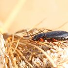 Behaarter Erdbeersamenlaufkäfer,Harpalus rufipes + 2 Bilder