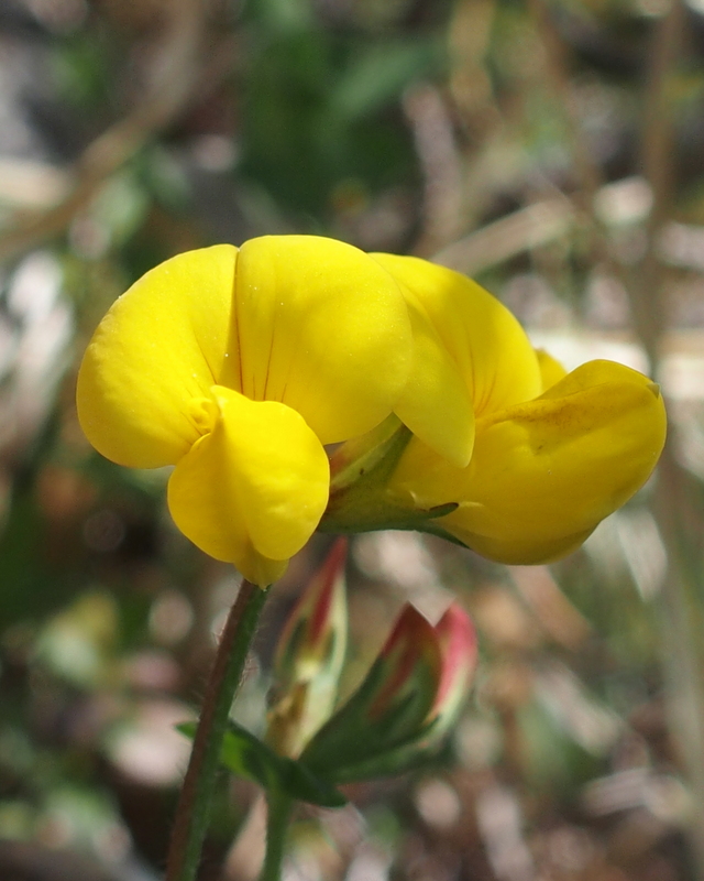 Behaarter Hornklee 'Lotus hirsutus'