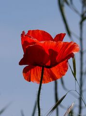 behaarter Mohn