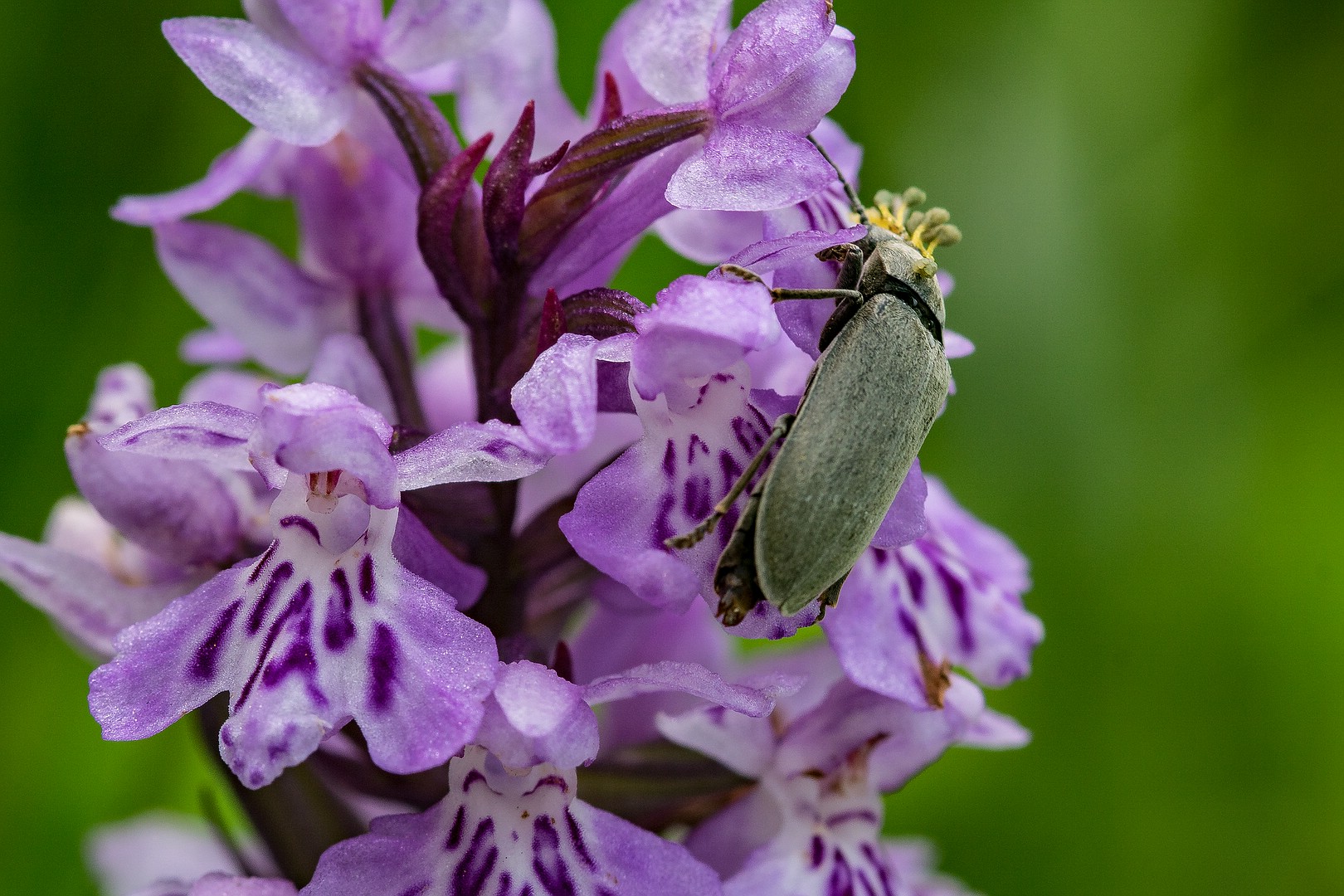 Behaarter Moorweichkäfer auf Knabenkrautblüte.