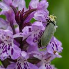 Behaarter Moorweichkäfer auf Knabenkrautblüte.