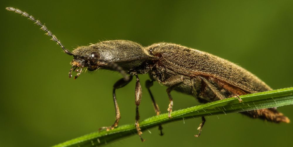 behaarter Schnellkäfer