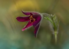 Behaartes Blümchen