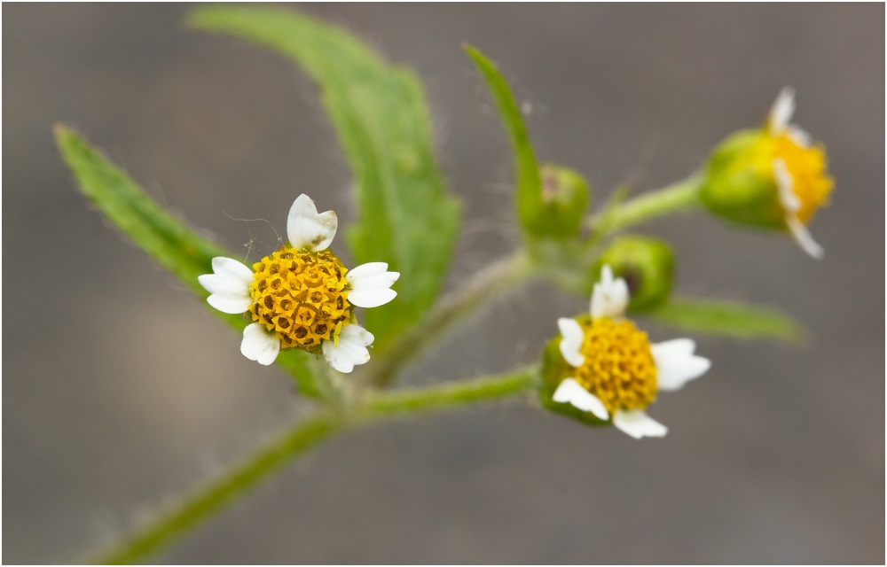 Behaartes Knopfkraut (Galinsoga ciliata)