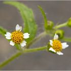 Behaartes Knopfkraut (Galinsoga ciliata)