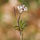 Behaartes Schaumkraut