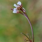 Behaartes Schaumkraut