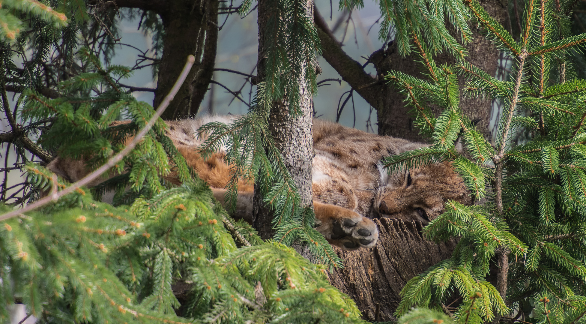 Behaglich im Baum liegend...