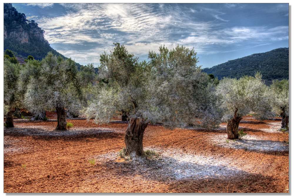 Behandelte Olivenbäume bei Valldemossa