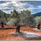 Behandelte Olivenbäume bei Valldemossa